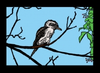 10_2007kookaburra.jpg